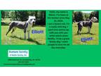 Adopt Elliott a Pit Bull Terrier