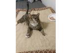 Adopt Gabriel a Tabby
