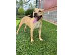 Adopt CEDAR a Pit Bull Terrier, Mixed Breed