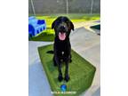 Adopt NOLA a Labrador Retriever
