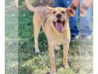 Shepradors DOG FOR ADOPTION RGADN-1091191 - Luke - Labrador Retriever / German