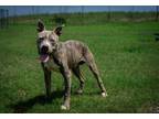 Adopt Chance a Mixed Breed