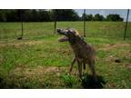 Adopt Dusty a Mixed Breed