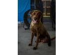 Adopt Arthur a Labrador Retriever