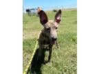 Adopt Jerome a Mixed Breed