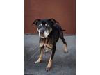 Adopt Murphy a Mixed Breed