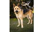 Adopt OSCAR a German Shepherd Dog