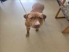 Adopt CLETUS a Pit Bull Terrier, Mixed Breed
