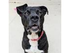 Adopt Dante a American Staffordshire Terrier