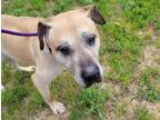 Adopt PANCAKE a Mastiff