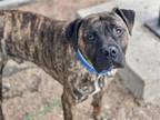 Adopt DENVER a Mastiff