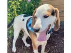 Adopt Beauregard a Beagle, Treeing Walker Coonhound
