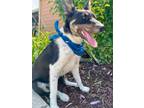 Adopt Khaos a Australian Shepherd, Australian Cattle Dog / Blue Heeler