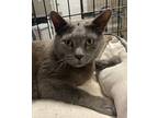 Adopt Grady a Domestic Short Hair, Russian Blue