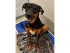 Adopt BRODY a Rottweiler, Doberman Pinscher