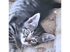 Adopt Andy a Tabby