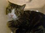 Adopt LINK a Domestic Short Hair
