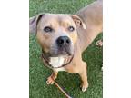 Adopt WESSON a Pit Bull Terrier