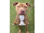 Adopt JEREMIAH a Pit Bull Terrier