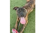 Adopt PEANUT BRITTLE a Boxer, Mixed Breed