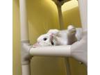 Adopt Goblin a Domestic Short Hair