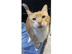 Adopt Friskie a Domestic Short Hair