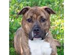 Adopt Rudolph a Pit Bull Terrier