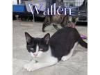 Adopt Wallen a Domestic Short Hair