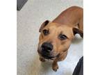 Adopt LIONEL a Mixed Breed
