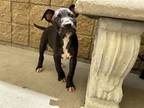 Adopt DAMON a Staffordshire Bull Terrier, Mixed Breed