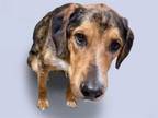 Adopt LEWIS a Black and Tan Coonhound, Catahoula Leopard Dog