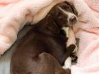Adopt GILBERT a Plott Hound