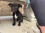 Adopt ALARIC a Staffordshire Bull Terrier, Mixed Breed