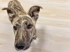 Adopt TRIGGER a Catahoula Leopard Dog, Mixed Breed