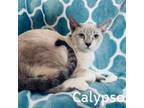Adopt Calypso a Siamese, Domestic Short Hair