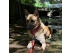 Adopt Bogie a Mixed Breed