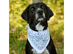 Adopt Campbell a Mixed Breed