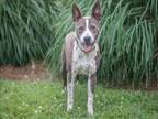 Adopt CALEB a American Staffordshire Terrier, Catahoula Leopard Dog