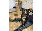 Adopt Hoagie a American Staffordshire Terrier, Labrador Retriever
