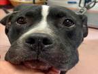 Adopt FALLON a Mixed Breed