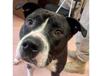 Adopt SNICKERS a Mixed Breed