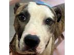 Adopt SUNNY a Mixed Breed