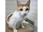 Adopt Darnell a Domestic Short Hair
