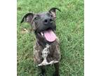 Adopt Dexter Duck a Black Mouth Cur, Carolina Dog