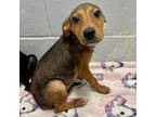 Adopt Mutt Damon a Terrier