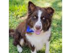 Adopt Steele a Australian Shepherd