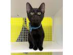 Adopt Jeff a Bombay, Domestic Short Hair