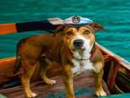 Adopt FABIAN a Black Mouth Cur, Mixed Breed