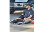 Adopt Mable a Black American Pit Bull Terrier / Alaskan Klee Kai / Mixed (short