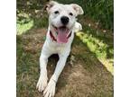 Adopt Snoop Dog a Mixed Breed